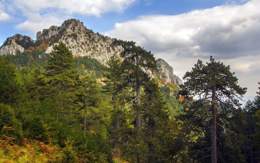 7 Incredible Places for Mushroom Hunting in Greece - Gastronomy Tours ORLIAKAS - Gastronomy Tours